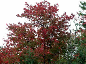 RedMapleTrees3.JPG (134442 bytes)