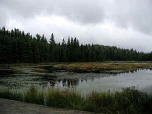 Swamp.JPG (69018 bytes)