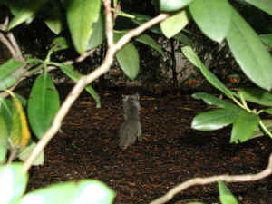 ButchartGardensSquirrel.JPG (87858 bytes)