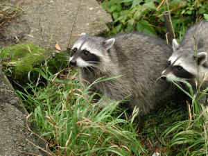 Racoons.JPG (122745 bytes)