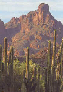 Cactussen met berg op achtergrond