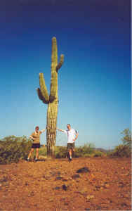 Grote cactus