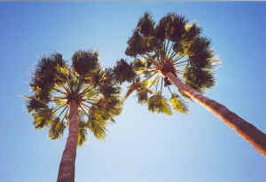 Twee palmen van onder gezien
