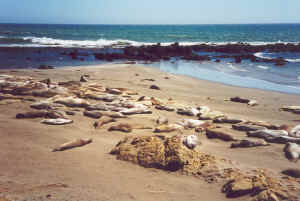 Zeehonden op het strand