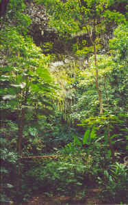 Fern Grotto in de verte