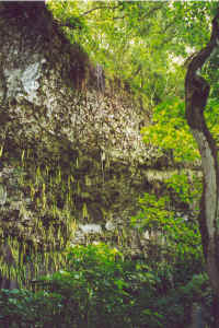 Fern Grotto